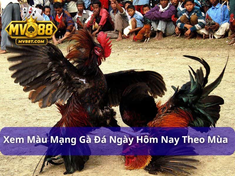 Màu Mạng Gà Đá Ngày Hôm Nay - Tuyệt Chiêu Xem Chuẩn Xác Nhất Cách xem màu mạng gà đá ngày hôm nay theo mùa