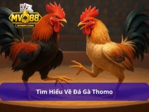 đá gà Thomo