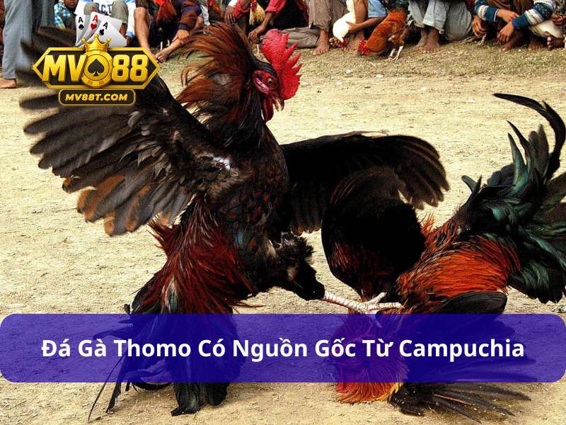 Đá Gà Thomo - Đấu Trường Đẳng Cấp Số 1 Kịch Tính Và Hấp Dẫn Đá gà Thomo là hình thức chọi kê phổ biến
