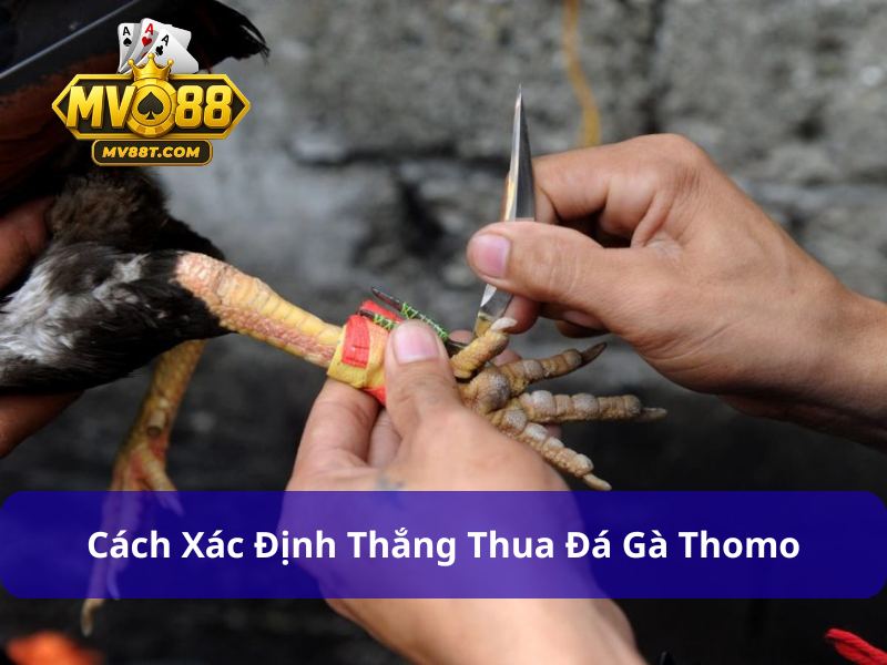 Đá Gà Thomo - Đấu Trường Đẳng Cấp Số 1 Kịch Tính Và Hấp Dẫn Cách xác định thắng thua trong đá gà Thomo