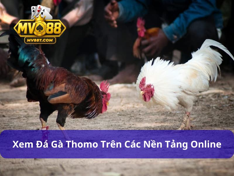 Đá Gà Thomo - Đấu Trường Đẳng Cấp Số 1 Kịch Tính Và Hấp Dẫn Đá gà Thomo bùng nổ trên các nền tảng trực tuyến