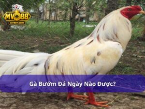 gà bướm đá ngày nào được