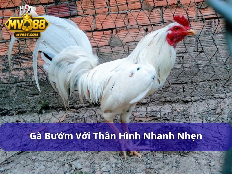 Gà Bướm Đá Ngày Nào Được? Chọn Ngày Đá Chuẩn Phong Thủy Gà bướm với thân hình khỏe mạnh, nhanh nhẹn