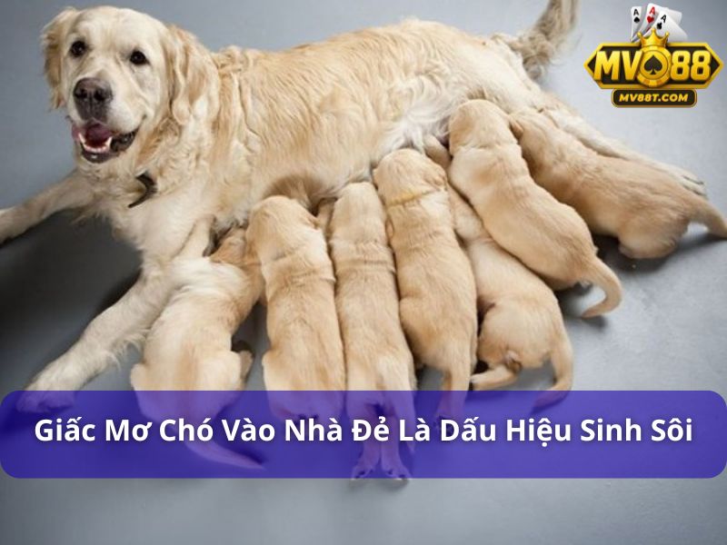 Chó vào nhà đánh con gì? Giải mã điềm báo và số trúng lớn Giấc mơ chó vào nhà đẻ là dấu hiệu sinh sôi