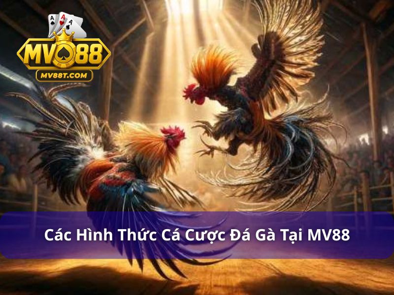 Các hình thức cá cược đá gà