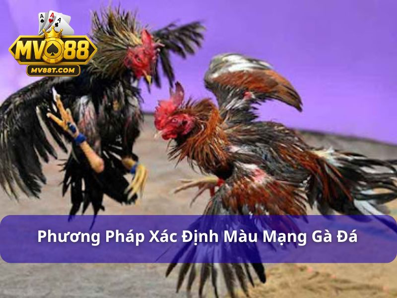 Màu Mạng Gà Đá Ngày Hôm Nay - Tuyệt Chiêu Xem Chuẩn Xác Nhất Hướng dẫn xem màu mạng gà đá ngày hôm nay
