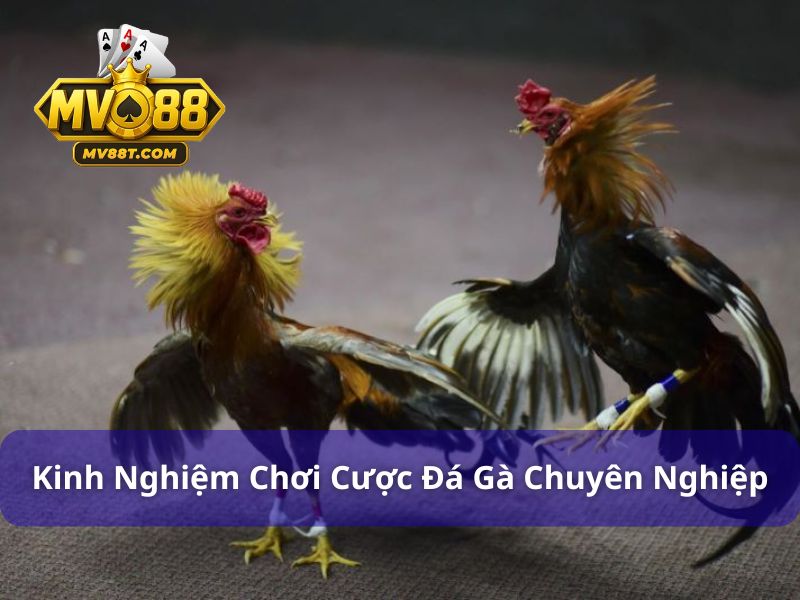 Kinh nghiệm cược đá gà chuẩn từ MV88