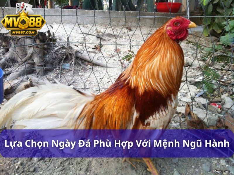 Gà Bướm Đá Ngày Nào Được? Chọn Ngày Đá Chuẩn Phong Thủy Lựa chọn ngày đá phù hợp với mệnh ngũ hành