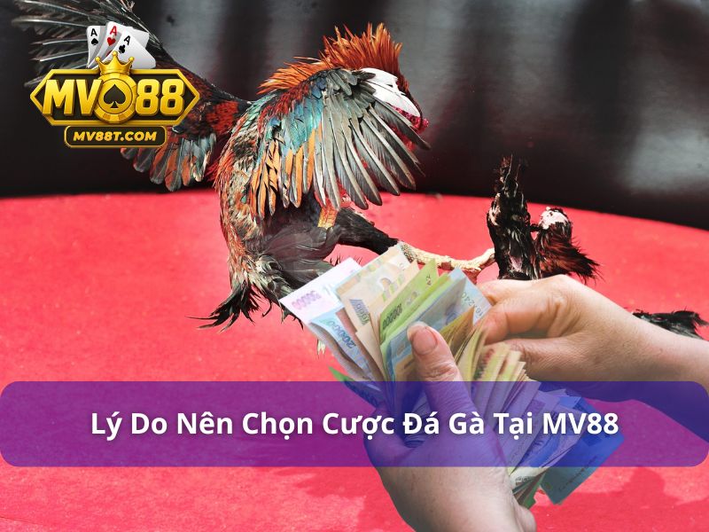 Lý do nên chọn cược đá gà tại MV88