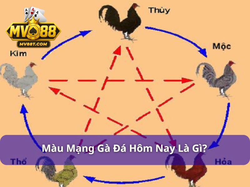 Màu Mạng Gà Đá Ngày Hôm Nay - Tuyệt Chiêu Xem Chuẩn Xác Nhất Màu mạng gà đá ngày hôm nay dựa theo ngũ hành