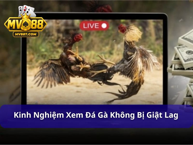 Trang Web Đá Gà Trực Tiếp Uy Tín Và Hấp Dẫn Mv88 Mẹo xem đá gà trực tiếp luôn mượt mà