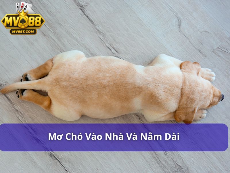 Chó vào nhà đánh con gì? Giải mã điềm báo và số trúng lớn Chó vào nhà và nằm dài báo hiệu may mắn sắp đến