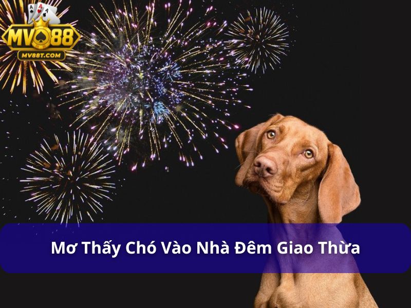 Chó vào nhà đánh con gì? Giải mã điềm báo và số trúng lớn Chó vào nhà đêm giao thừa là điềm báo cho cả năm thuận lợi