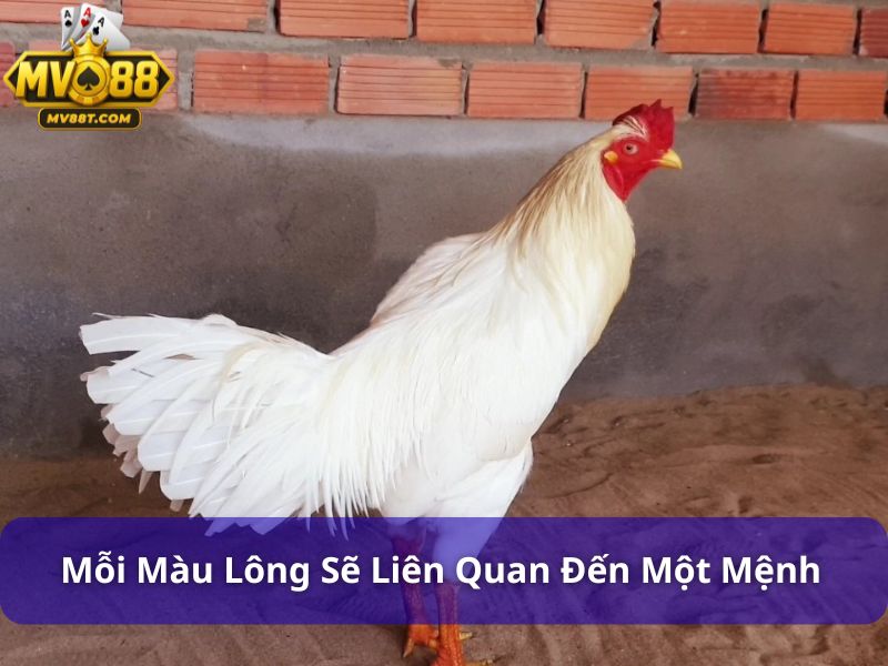 Gà Bướm Đá Ngày Nào Được? Chọn Ngày Đá Chuẩn Phong Thủy Mỗi màu lông sẽ liên quan đến một mệnh nhất định