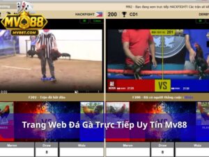 Trang web đá gà trực tiếp