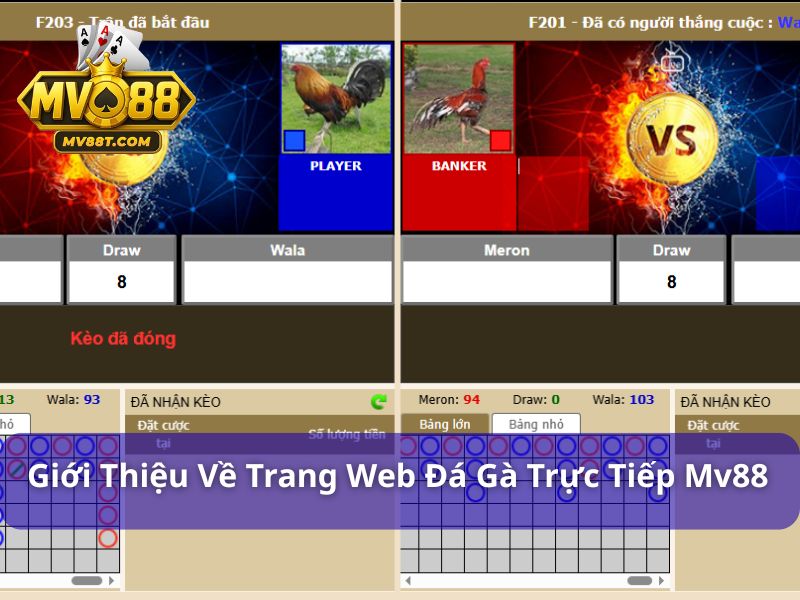 Trang Web Đá Gà Trực Tiếp Uy Tín Và Hấp Dẫn Mv88 Trang web đá gà trực tiếp MV88 livestream sắc nét