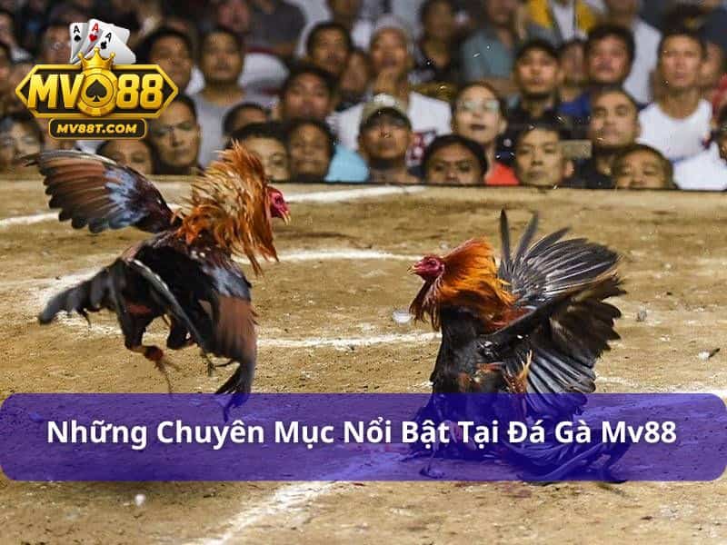 Trang Web Đá Gà Trực Tiếp Uy Tín Và Hấp Dẫn Mv88 Trang web đá gà trực tiếp MV88 phát live mỗi ngày