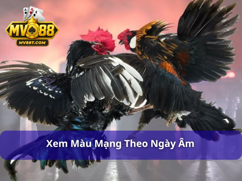 Màu Mạng Gà Đá Ngày Hôm Nay - Tuyệt Chiêu Xem Chuẩn Xác Nhất Xem màu mạng gà đá dựa trên ngày âm lịch