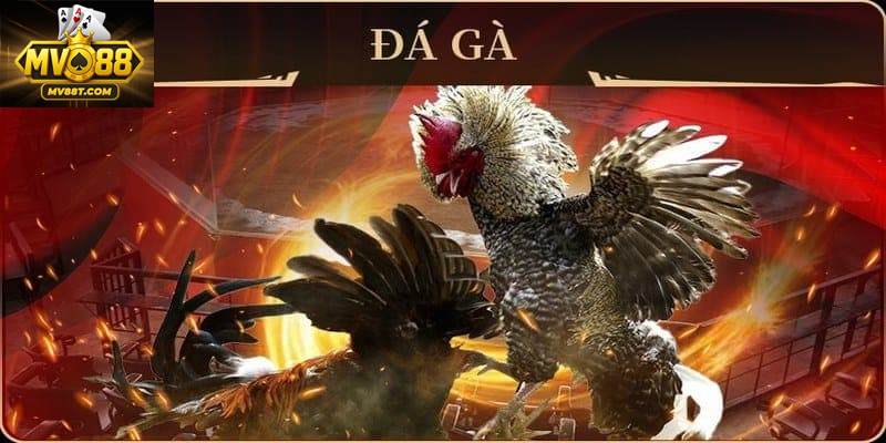 Đá Gà MV88t – Trò Chơi Dân Gian Và Sức Hút Bất Tận Thường xuất hiện trong lễ hội và dịp truyền thống